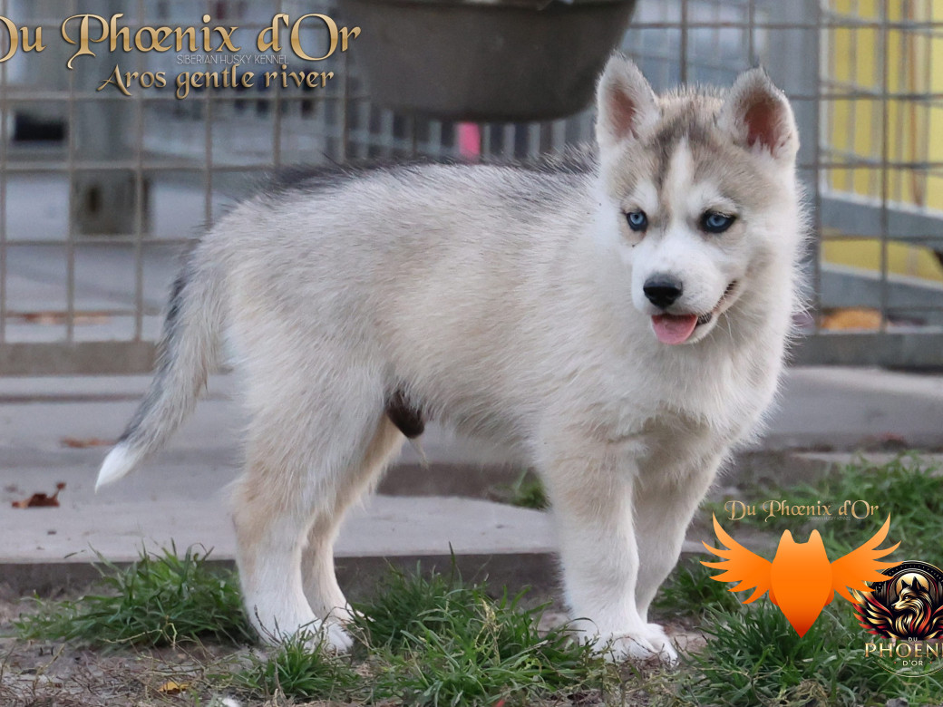 Photo 3 de Mâle 4 - Twilight x Yoshi (Août 2025)