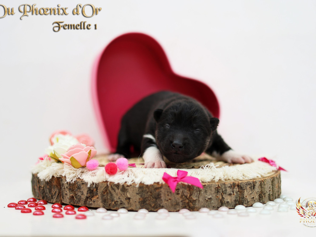 Photo 12 de Femelle 1 - Moon x Ultra (Mars 2026)