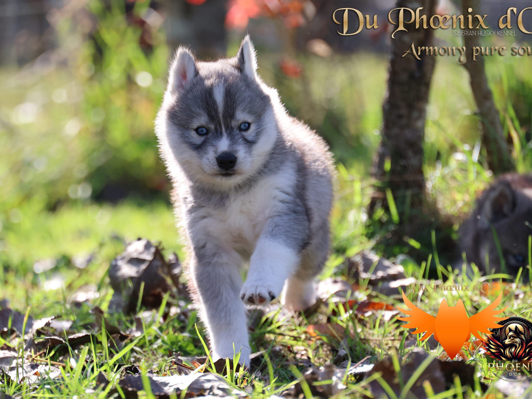 Photo 8 de Femelle 3 - Sweetie x Toruk (Septembre 2025)