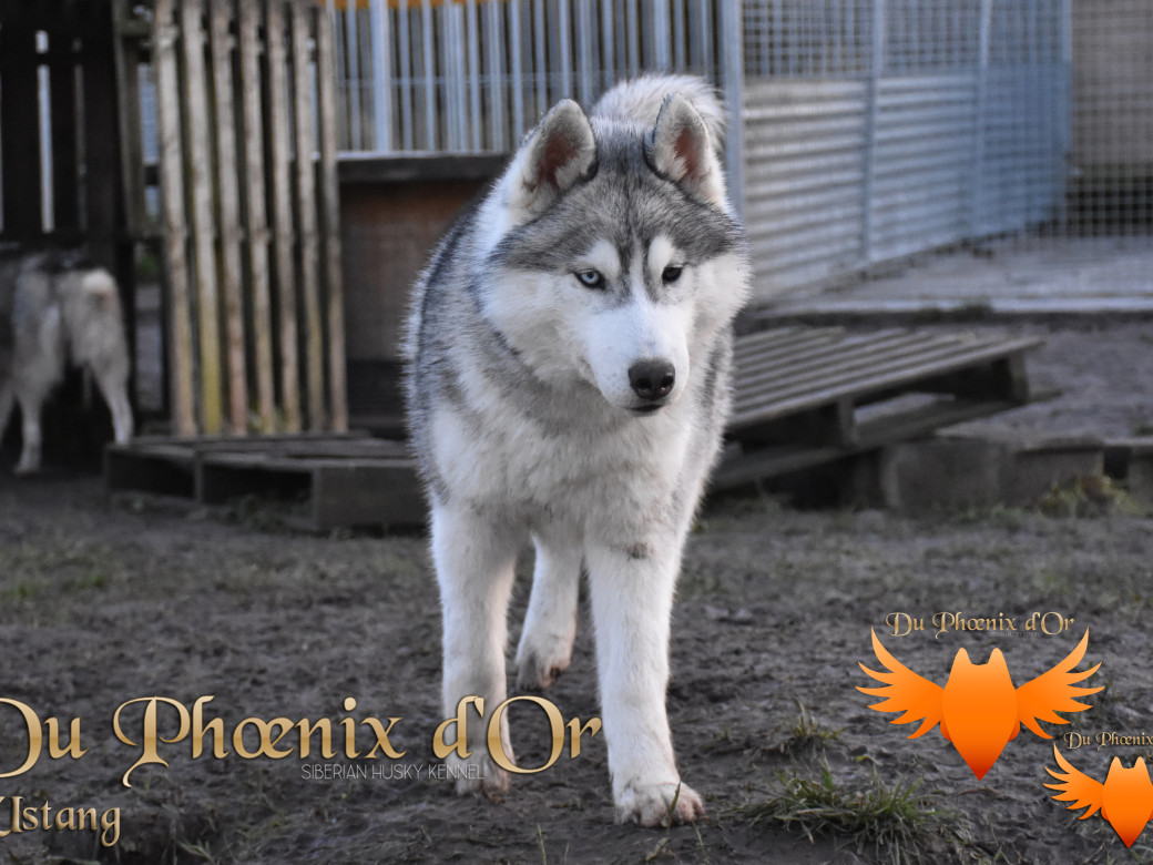 Picture of U never forget me du Phoenix d'or (Ustang)