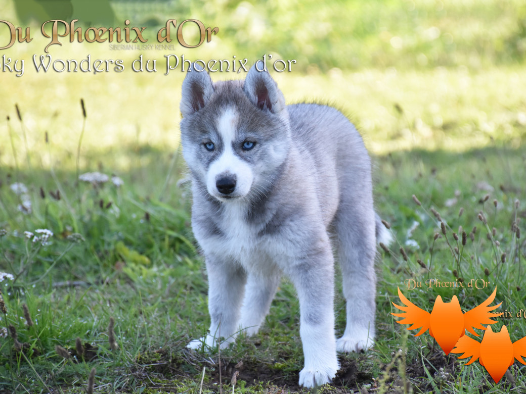 Picture of Sky Wonders du Phoenix d'or