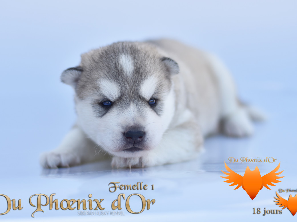 Picture of Vicky du Phoenix d'or - Moon & Shiiro