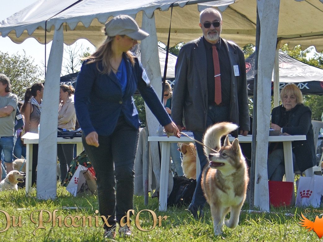 Photo 54 de Unix ultime touch the stars Du Phoenix D'Or