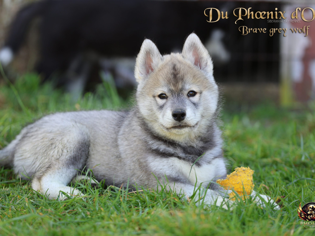 Mâle 2 - Serena x Ragnar (Février 2026)