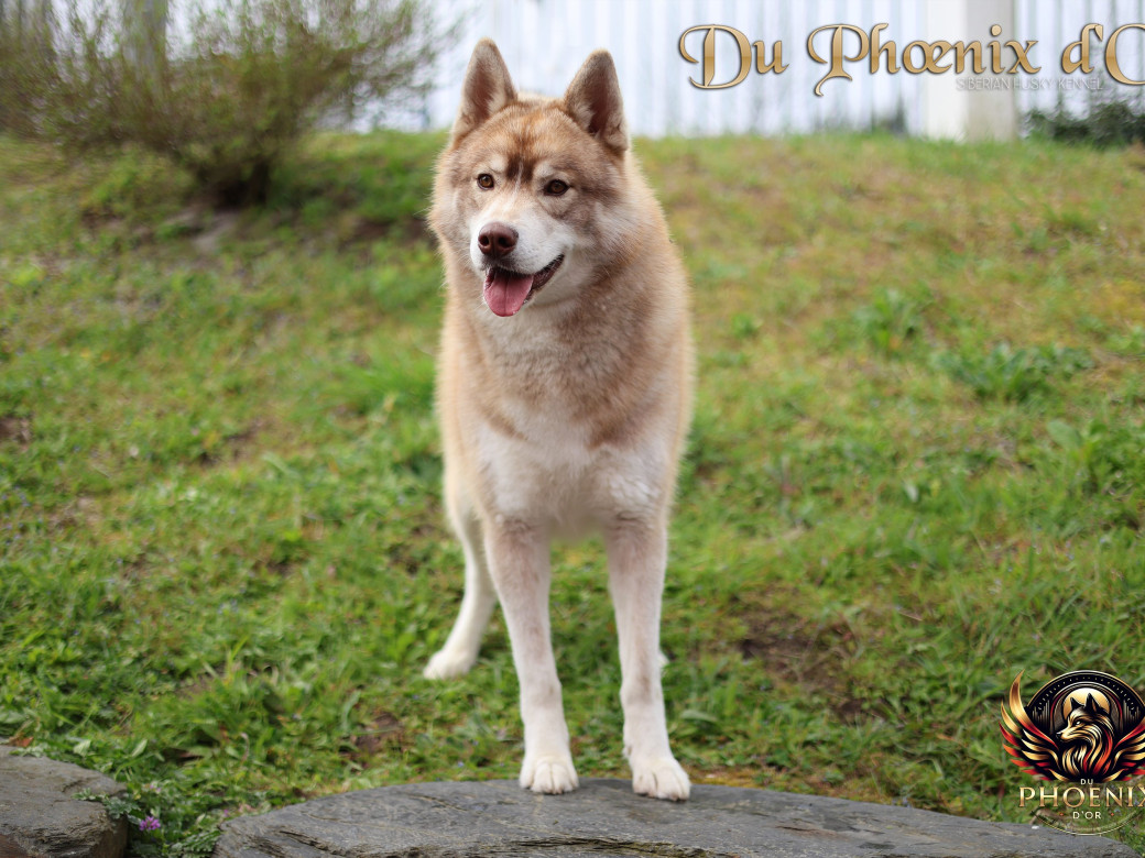 Photo 15 de Unix ultime touch the stars Du Phoenix D'Or