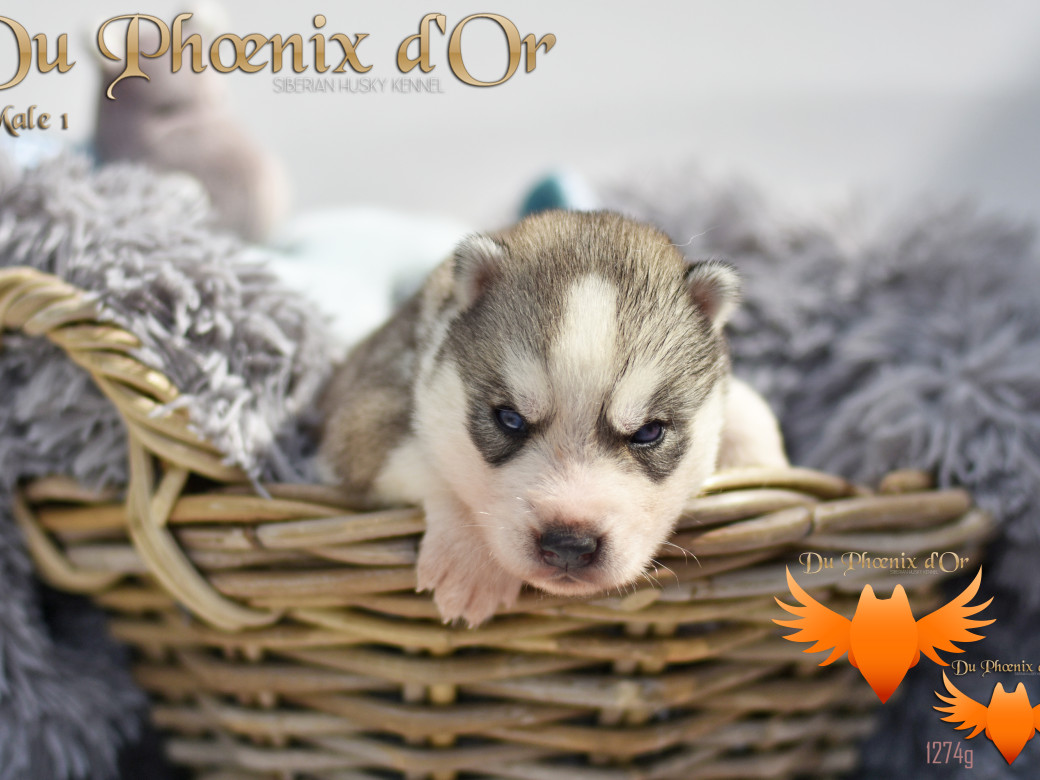Picture of U travel to the best aventure du Phoenix d'or