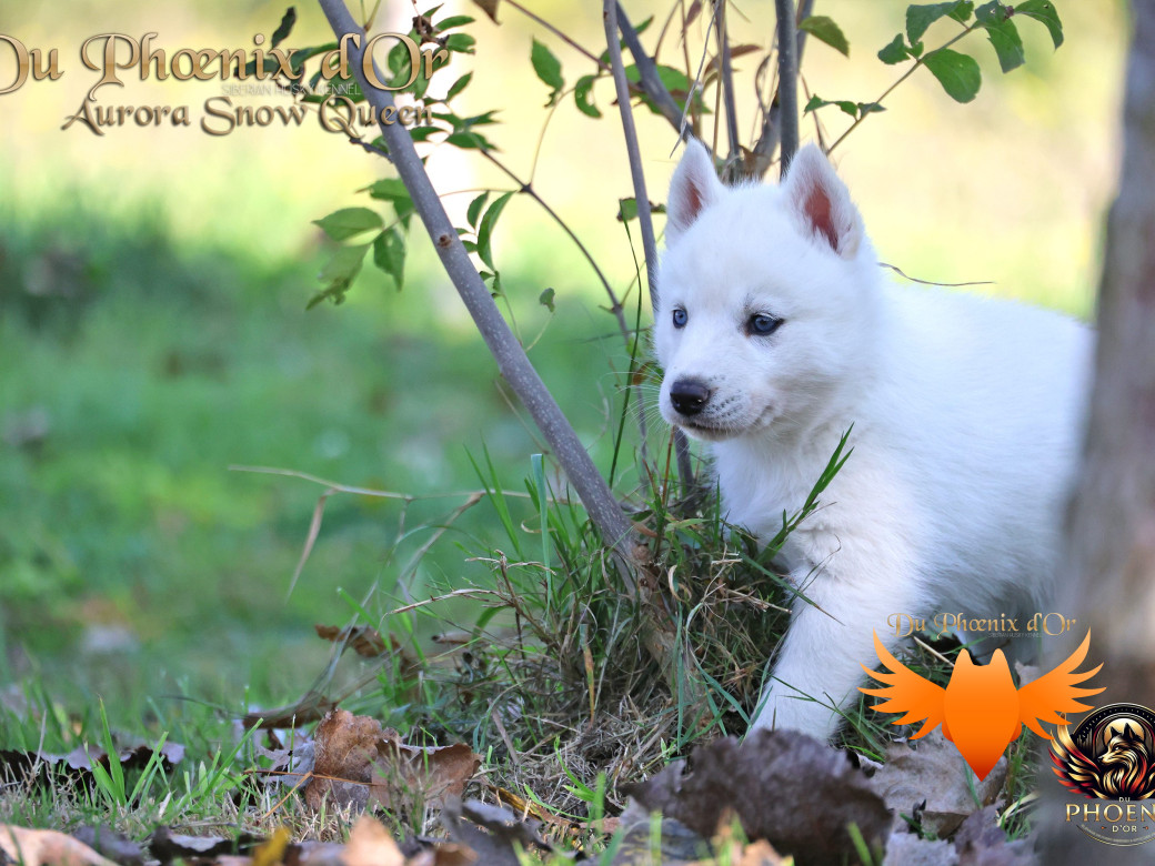 Photo 18 de Femelle 1 - Twilight x Yoshi (Août 2025)