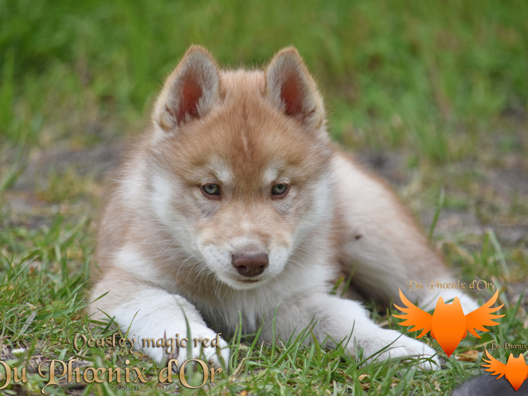 Picture of Veasley magic red du Phoenix d'or - Moon & Shiiro