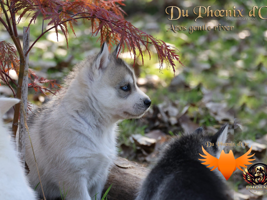 Photo 19 de Mâle 4 - Twilight x Yoshi (Août 2025)