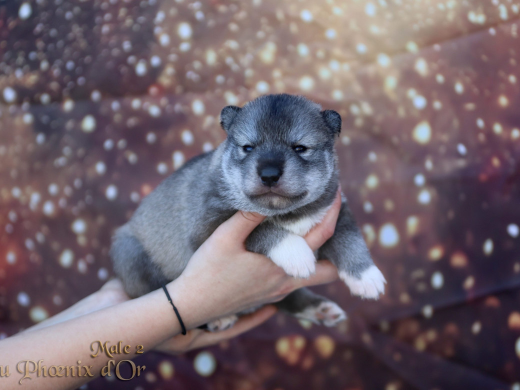 Photo 26 de Mâle 2 - Serena x Ragnar (Février 2026)