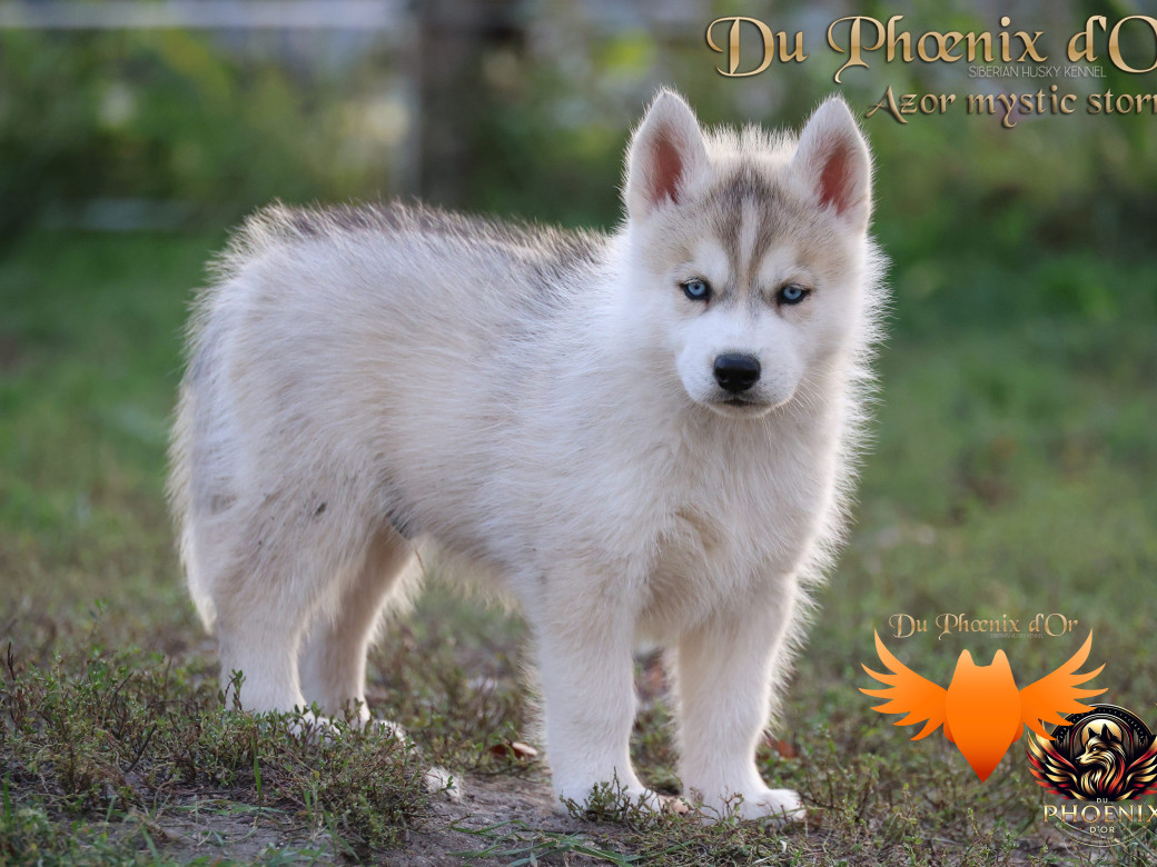 Photo 1 de Mâle 3 - Twilight x Yoshi (Août 2025)