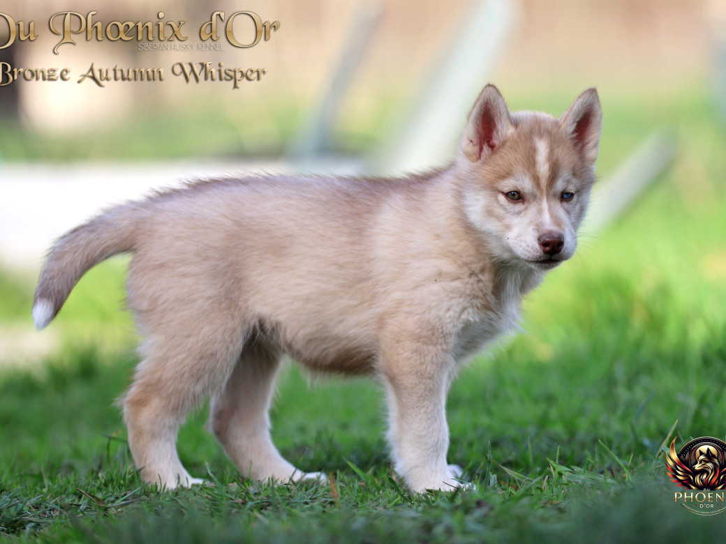 Photo 6 de Femelle 3 - Pandora x Moky (Janvier 2026)