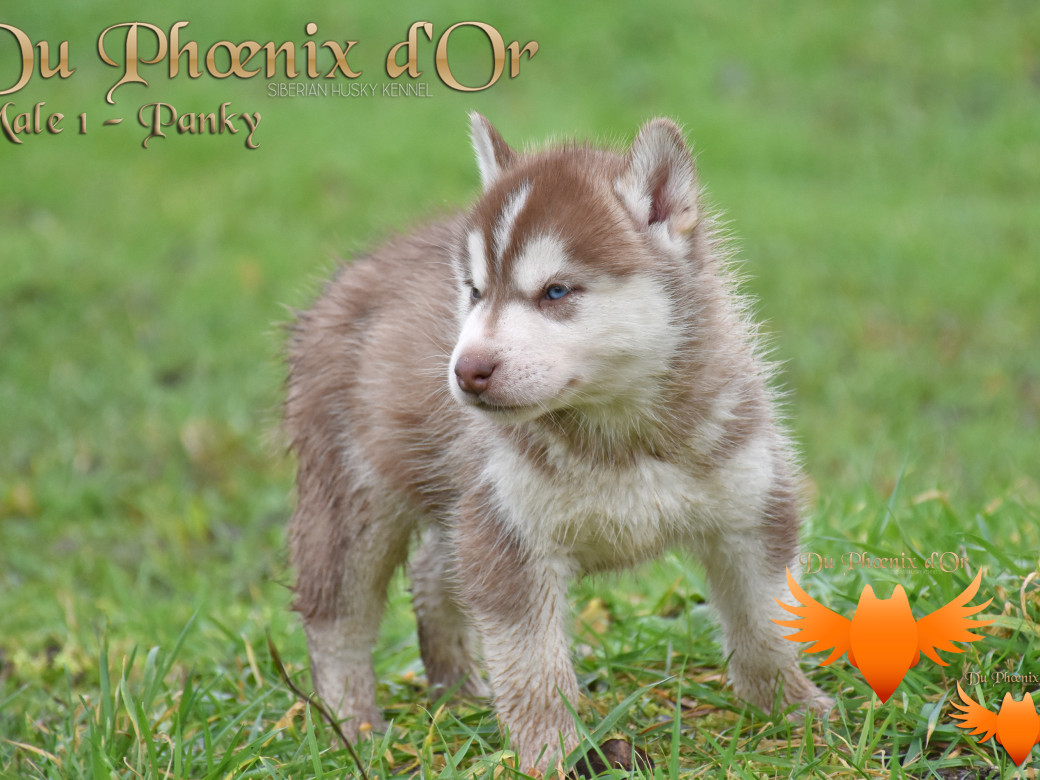 Picture of Unfinity milk chocolate du Phoenix d'or