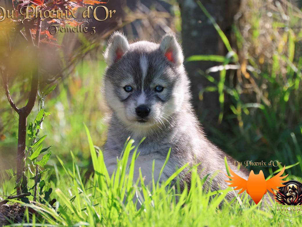 Photo 13 de Femelle 3 - Sweetie x Toruk (Septembre 2025)