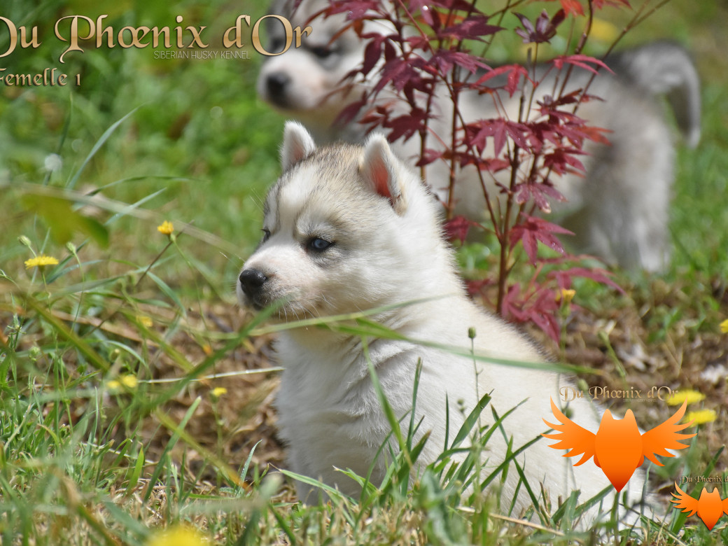 Picture of Unlock the way to love du Phoenix d'or
