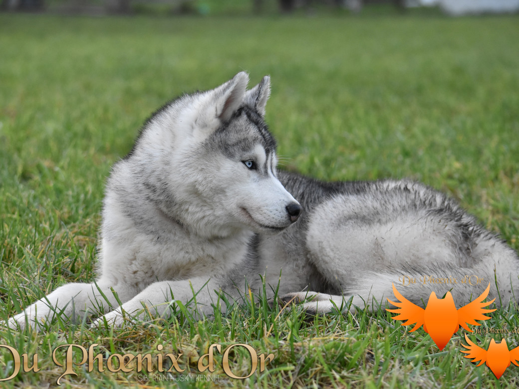 Picture of U never forget me du Phoenix d'or (Ustang)