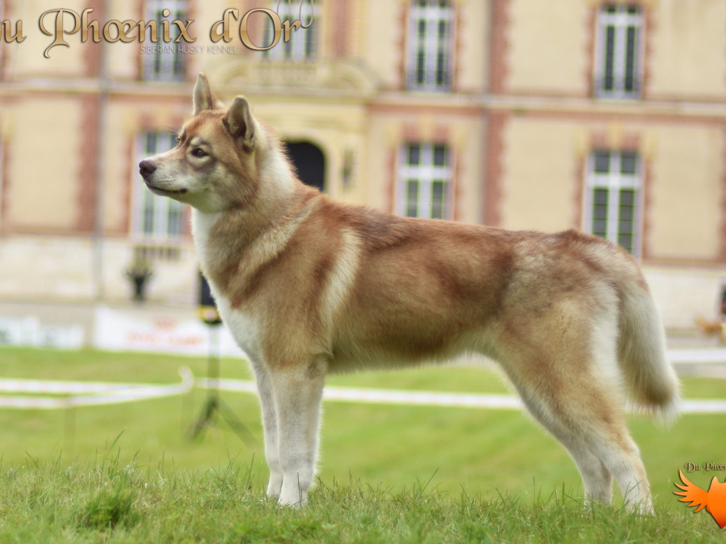 Photo 21 de Unix ultime touch the stars Du Phoenix D'Or