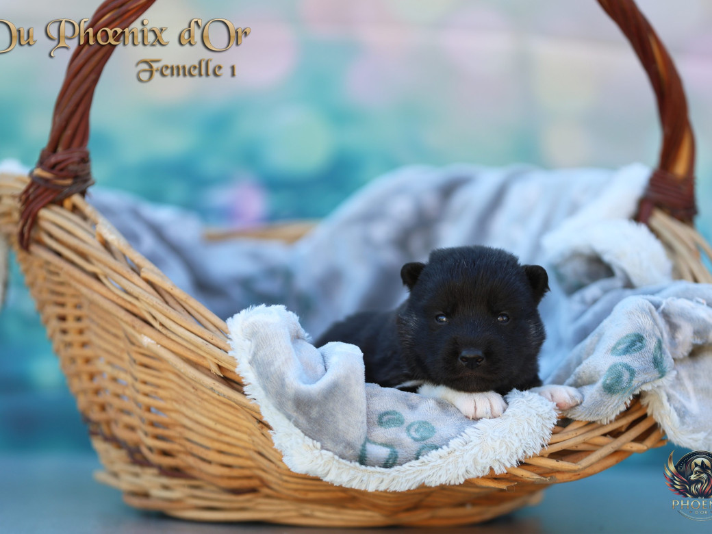 Photo 8 de Femelle 1 - Moon x Ultra (Mars 2026)