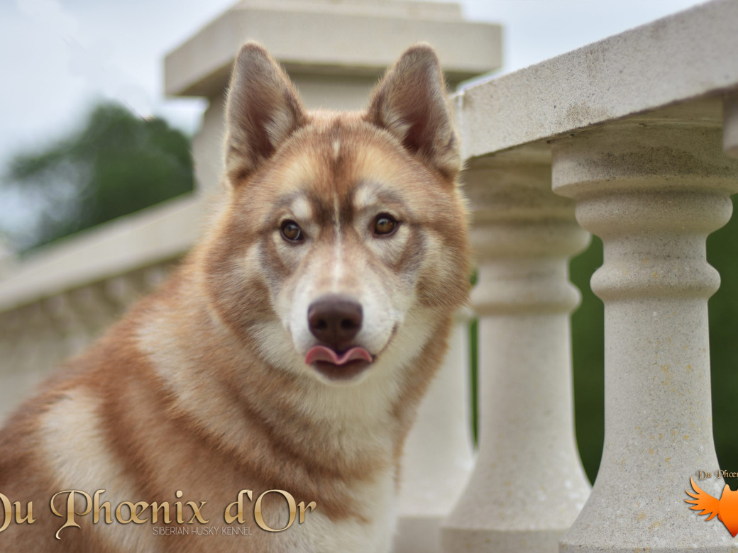 Photo 34 de Unix ultime touch the stars Du Phoenix D'Or