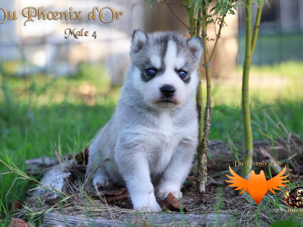 Photo 34 de Mâle 4 - Twilight x Yoshi (Août 2025)
