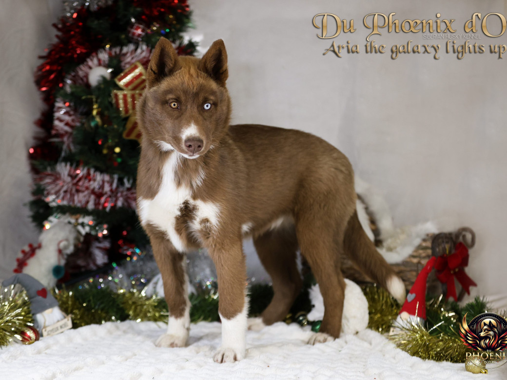 Photo 7 de Femelle 4 - Taïga x Ultra (Août 2025)