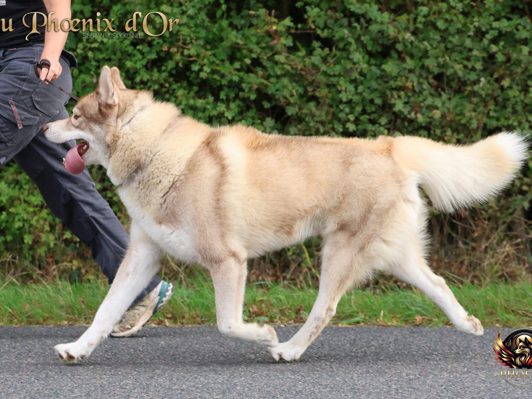 Photo 16 de Unix ultime touch the stars Du Phoenix D'Or