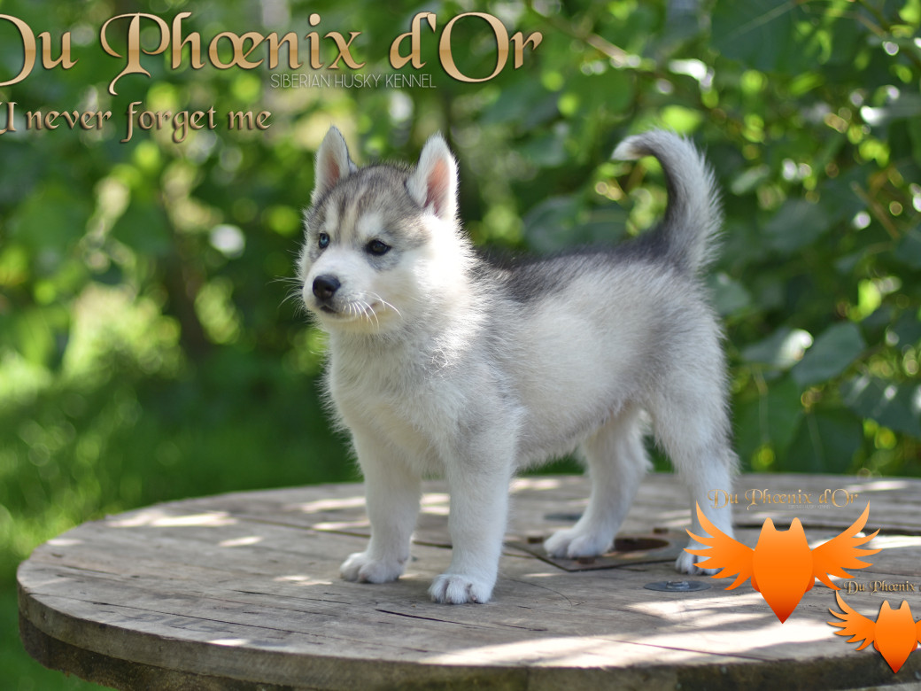 Picture of U never forget me du Phoenix d'or (Ustang)