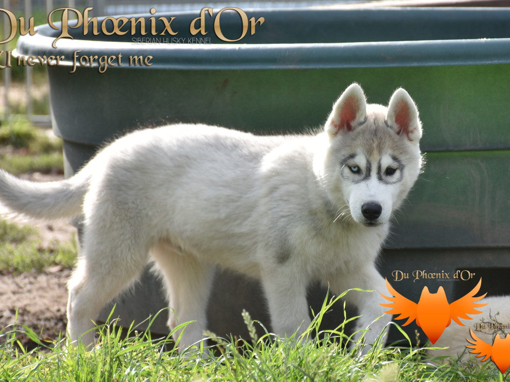 Picture of U never forget me du Phoenix d'or (Ustang)