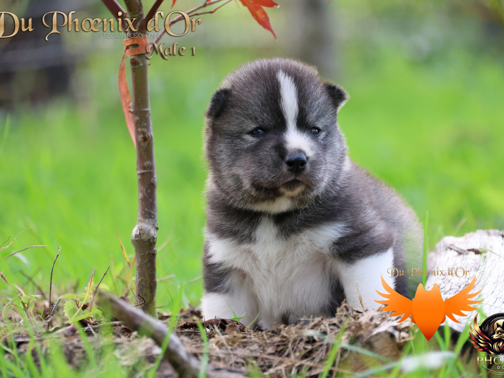 Photo 4 de Mâle 1 - Sweetie x Toruk (Septembre 2025)