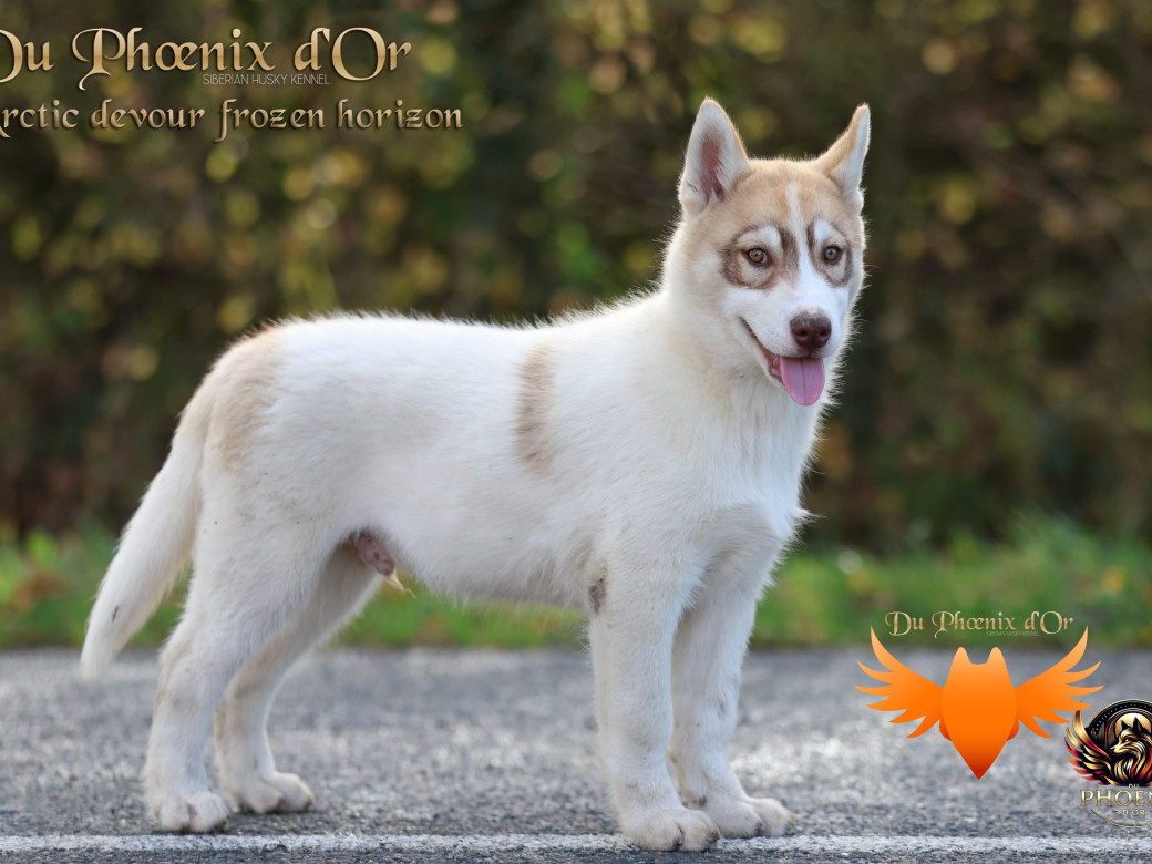 Photo 36 de Mâle 1 - Taïga x Ultra (Août 2025)