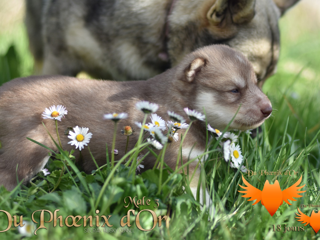 Picture of Veasley magic red du Phoenix d'or - Moon & Shiiro