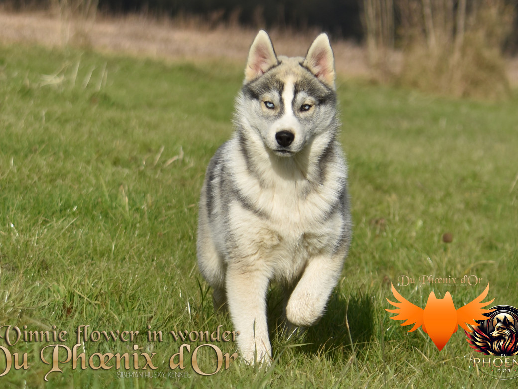 Picture of Vinnie flower in wonder du Phoenix d'or - Ruruk