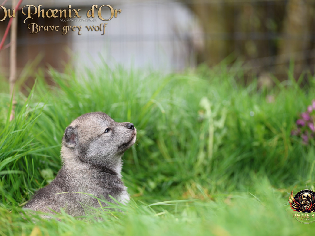 Photo 22 de Mâle 2 - Serena x Ragnar (Février 2026)