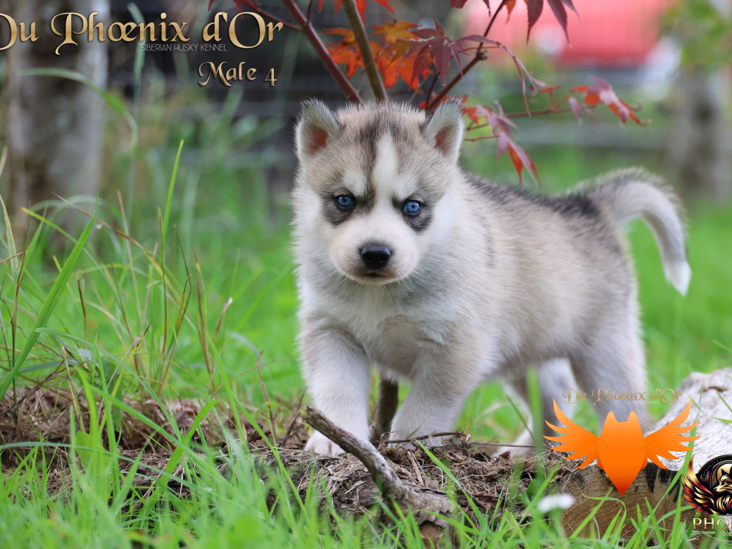 Photo 32 de Mâle 4 - Twilight x Yoshi (Août 2025)
