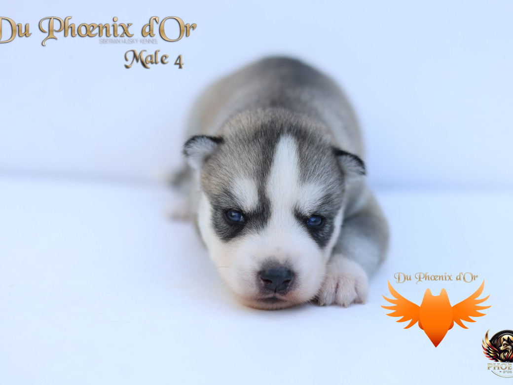 Photo 38 de Mâle 4 - Twilight x Yoshi (Août 2025)