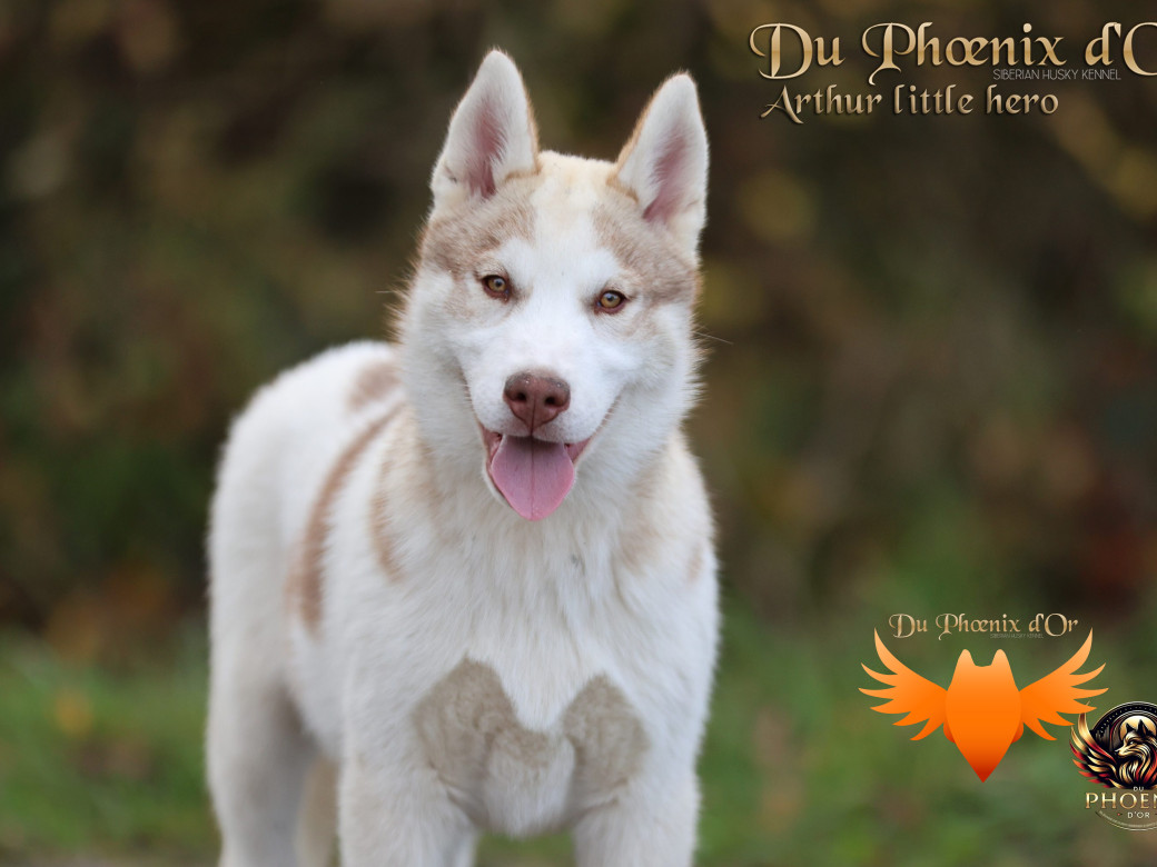 Photo 6 de Mâle 2 - Taïga x Ultra (Août 2025)