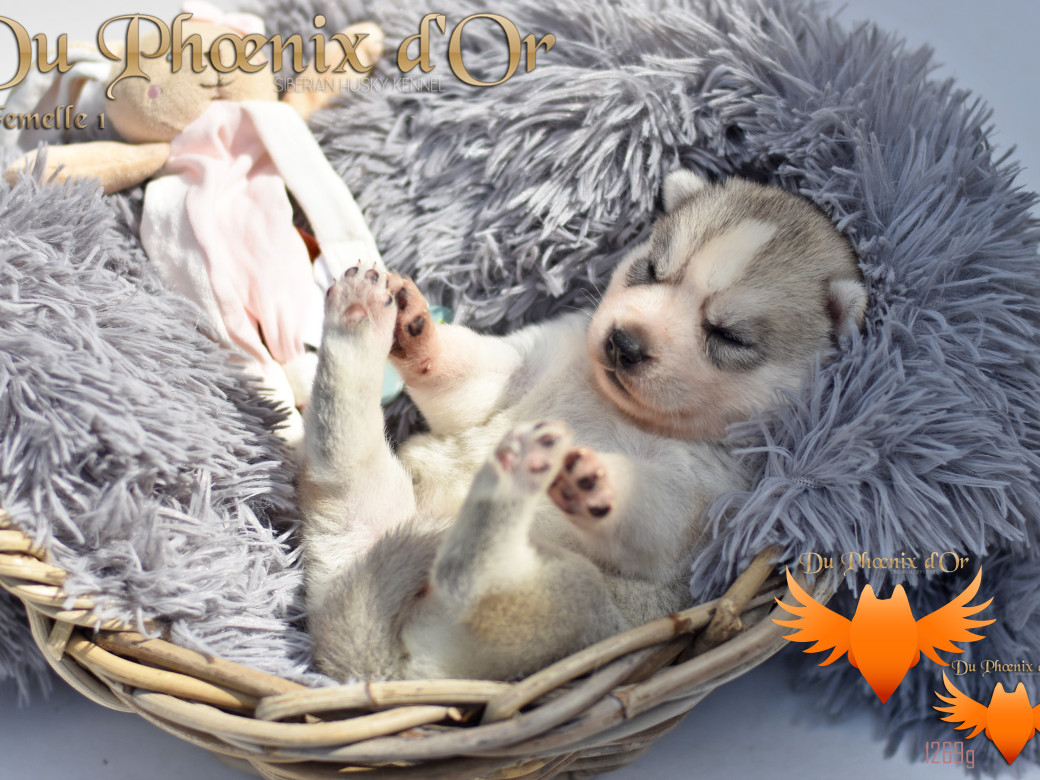 Picture of Unlock the way to love du Phoenix d'or