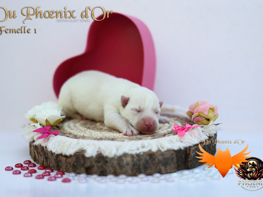 Photo 26 de Femelle 1 - Twilight x Yoshi (Août 2025)