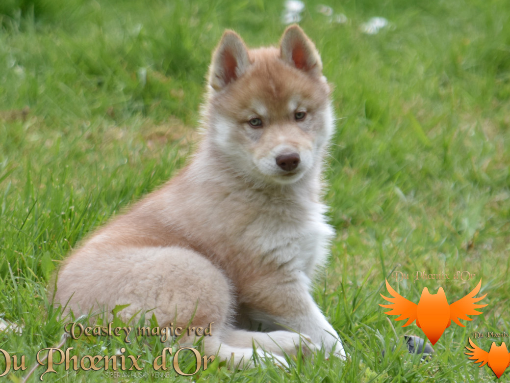 Picture of Veasley magic red du Phoenix d'or - Moon & Shiiro