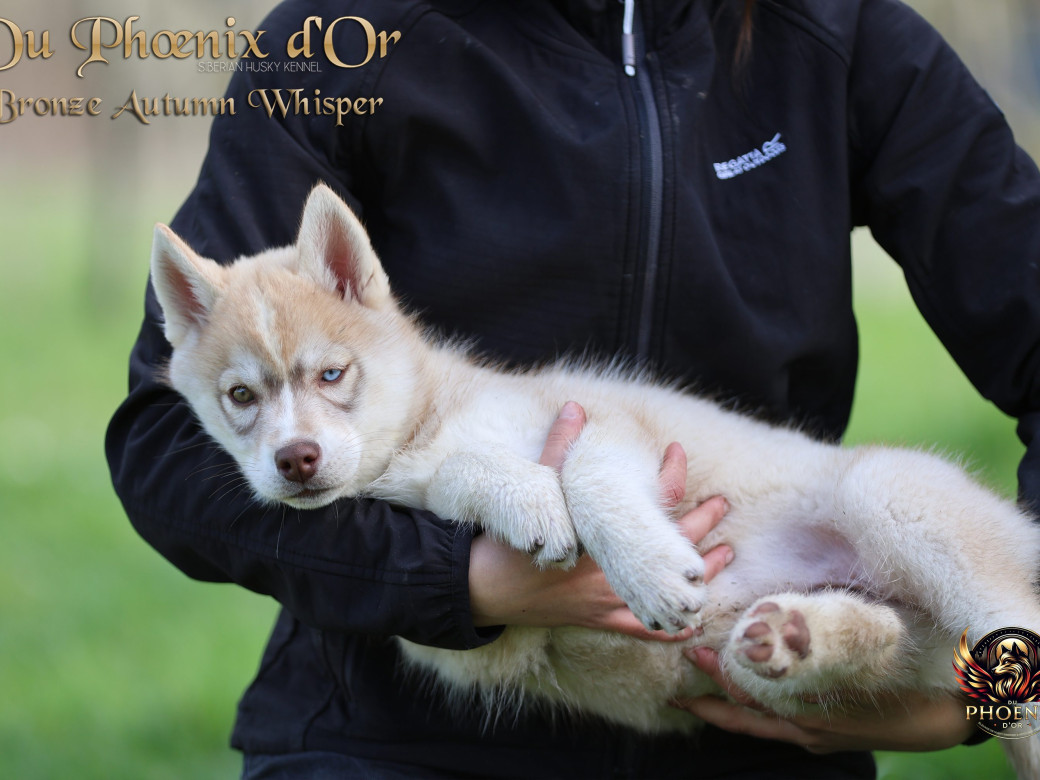 Photo 3 de Femelle 3 - Pandora x Moky (Janvier 2026)