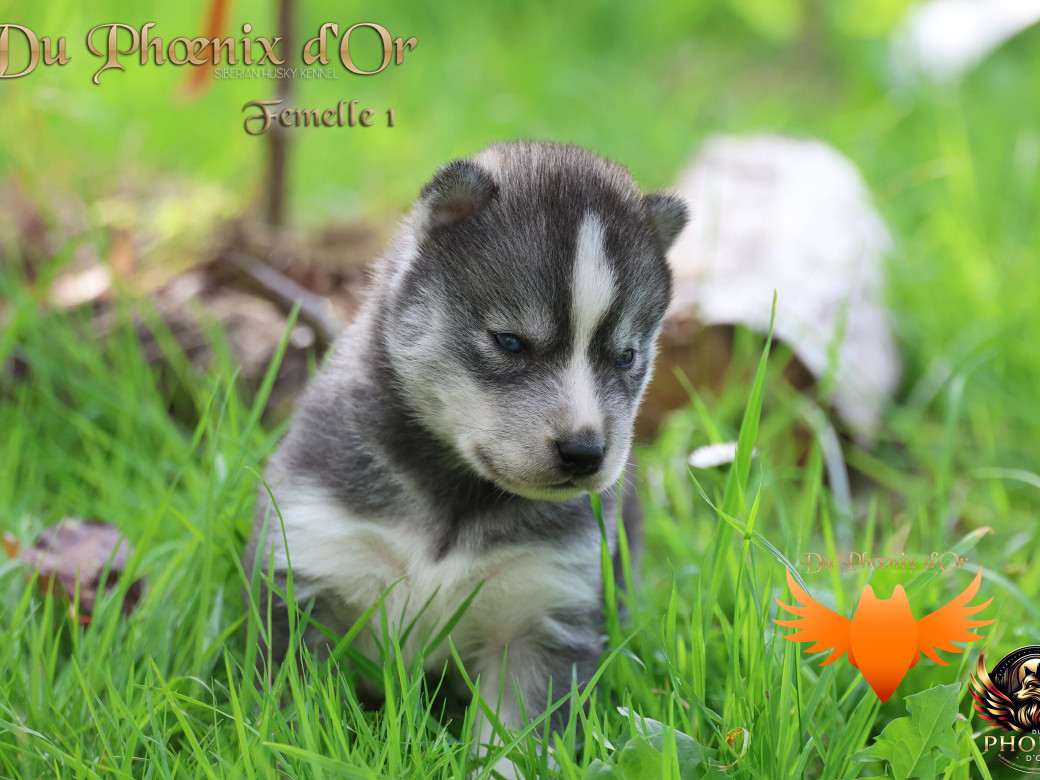 Photo 4 de Femelle 1 - Sweetie x Toruk (Septembre 2025)