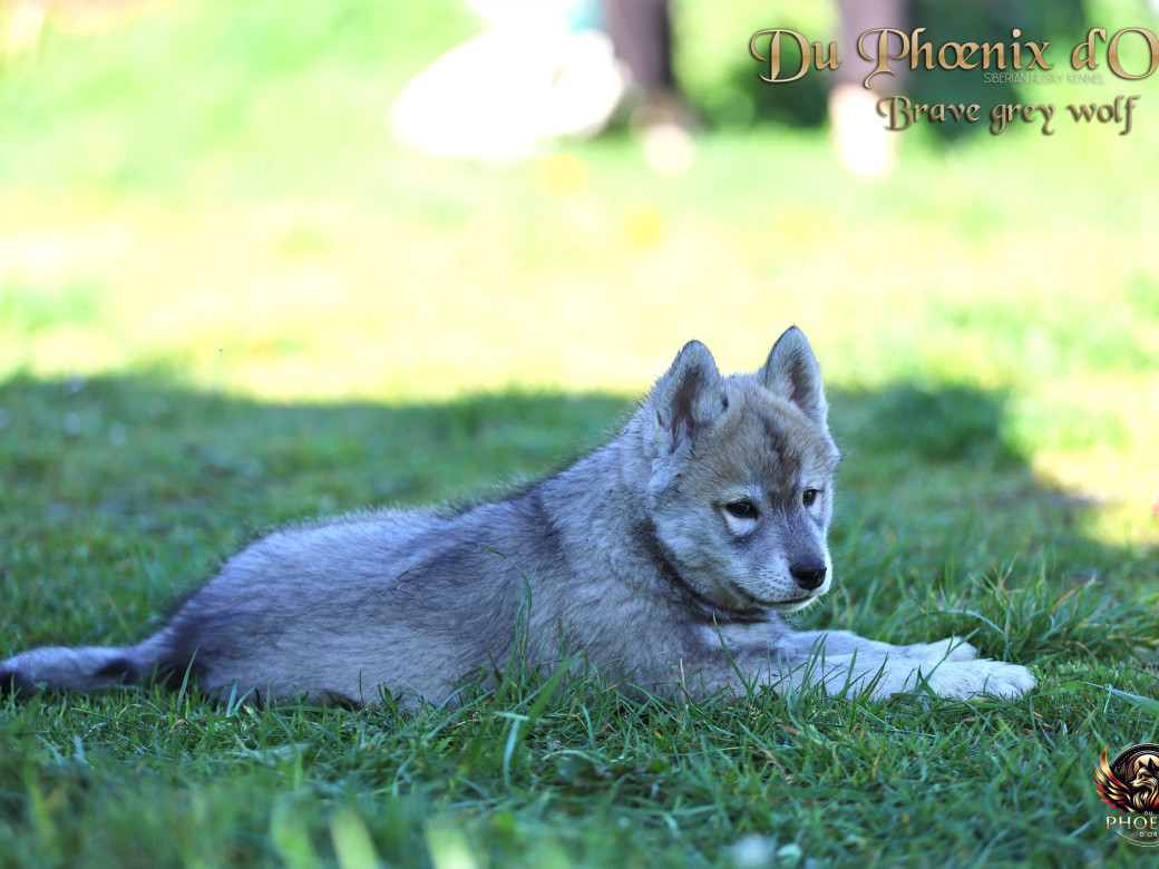 Photo 6 de Mâle 2 - Serena x Ragnar (Février 2026)