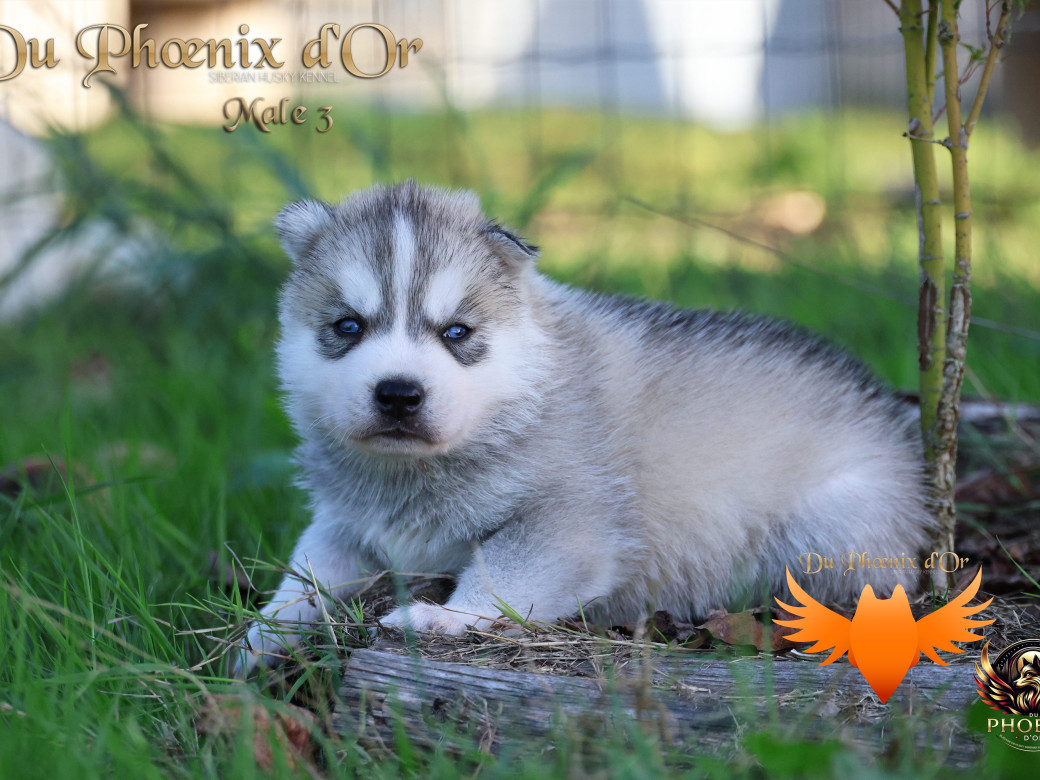 Photo 22 de Mâle 3 - Twilight x Yoshi (Août 2025)