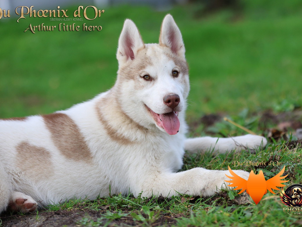 Mâle 2 - Taïga x Ultra (Août 2025)