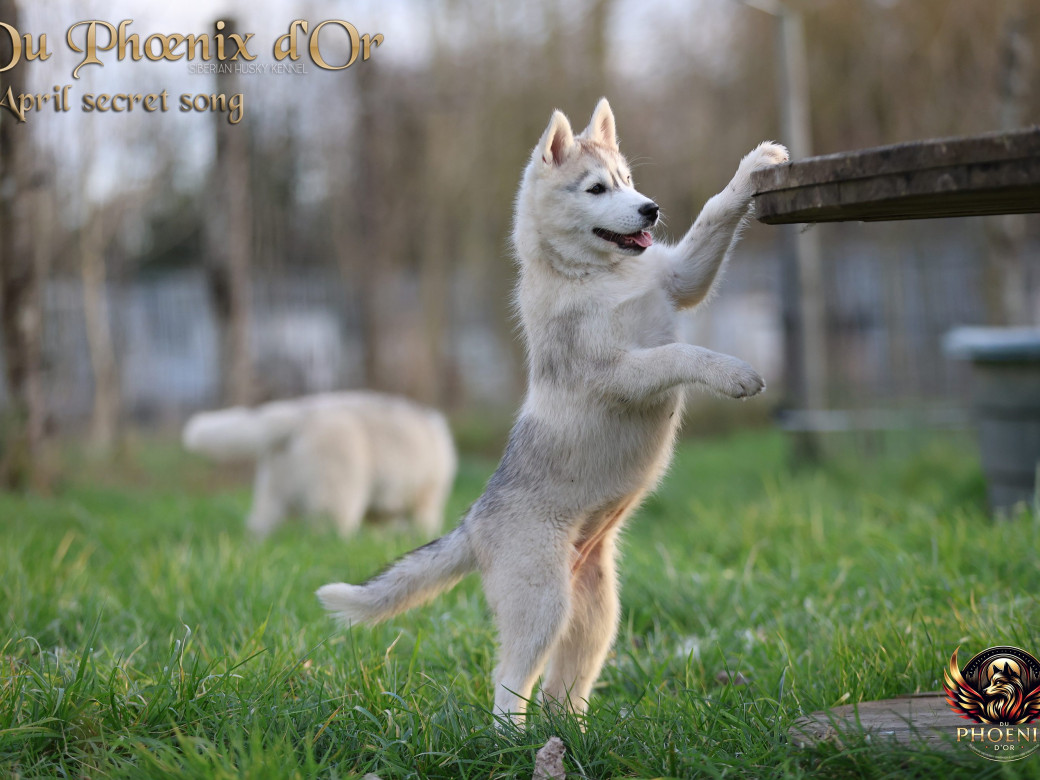 Photo 3 de Femelle 2 - Sweetie x Toruk (Septembre 2025)