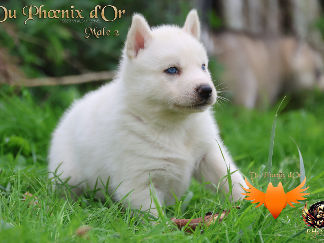 Photo 21 de Mâle 2 - Twilight x Yoshi (Août 2025)