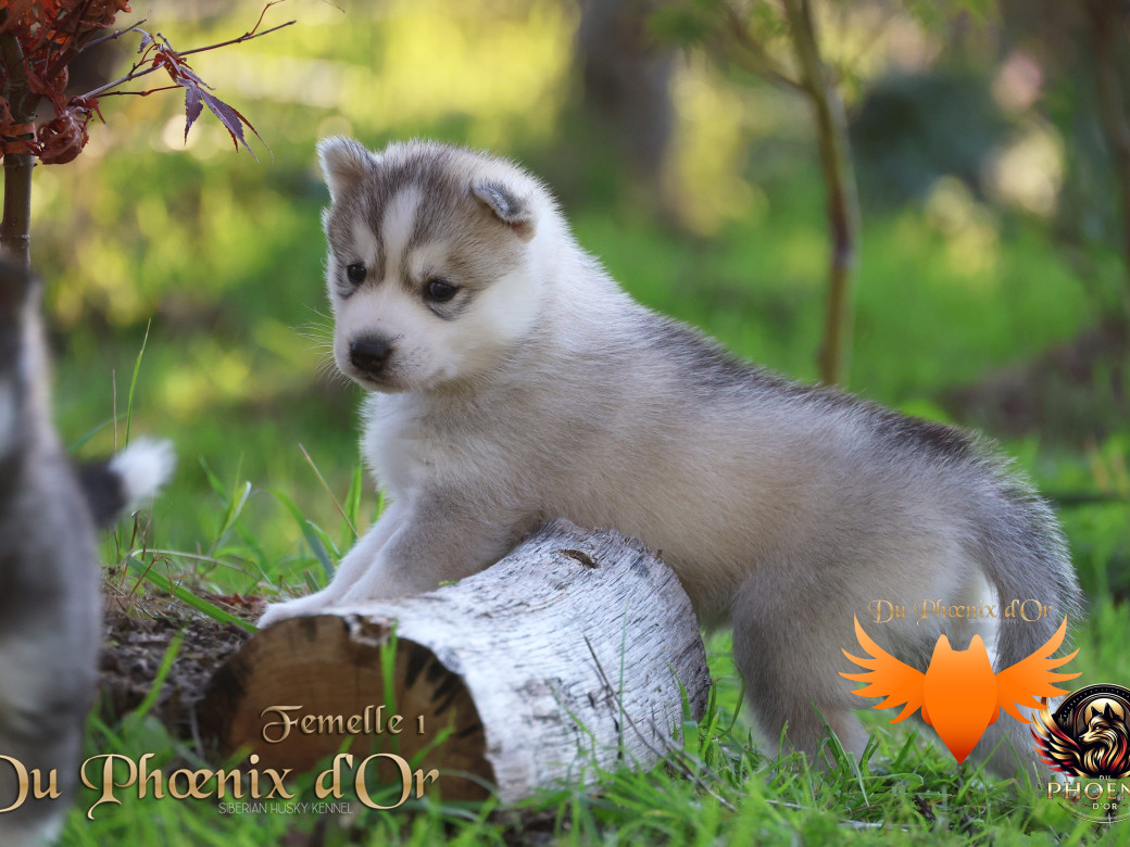 Photo 34 de Femelle 2 - Sweetie x Toruk (Septembre 2025)