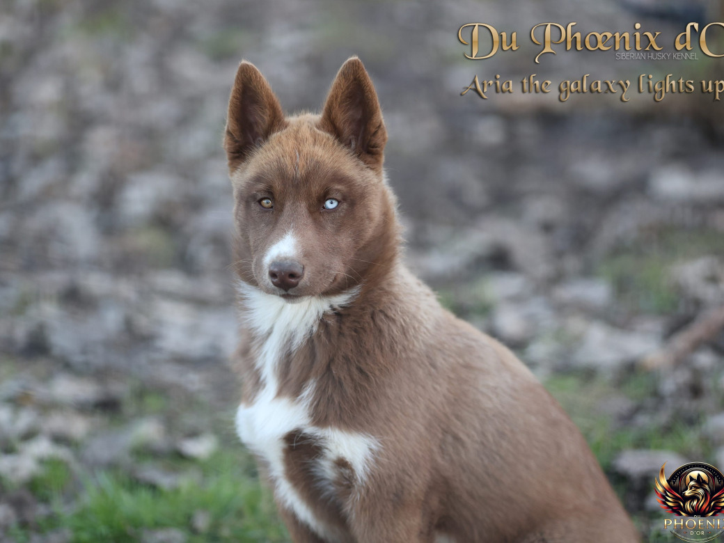 Photo 10 de Femelle 4 - Taïga x Ultra (Août 2025)