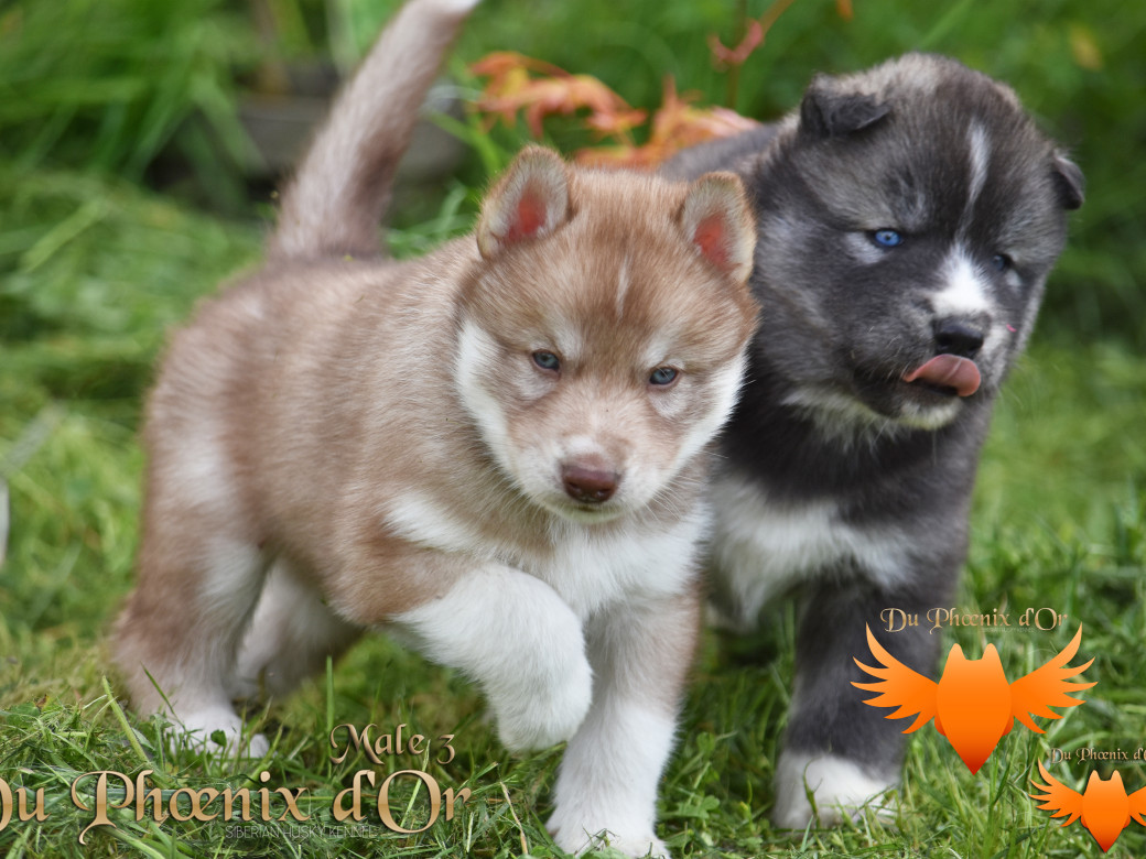 Picture of Veasley magic red du Phoenix d'or - Moon & Shiiro