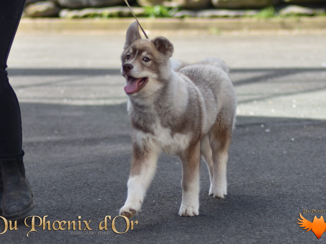 Photo 66 de Unix ultime touch the stars Du Phoenix D'Or